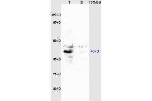 GPR15 抗体  (AA 51-150)