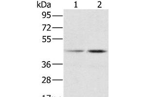 Western Blot analysis of Hela and K562 cell using hnRNP G Polyclonal Antibody at dilution of 1:800 (RBMX 抗体)
