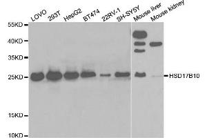 Western Blotting (WB) image for anti-Hydroxysteroid (17-Beta) Dehydrogenase 10 (HSD17B10) antibody (ABIN1876636) (HSD17B10 抗体)