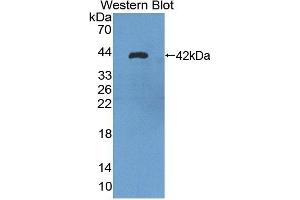 Detection of Recombinant TUBa3C, Human using Polyclonal Antibody to Tubulin Alpha 3C (TUBa3C) (TUBA3C 抗体  (AA 1-300))