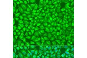 Immunofluorescence analysis of U2OS cells using GFM1 Polyclonal Antibody at dilution of 1:100. (GFM1 抗体)