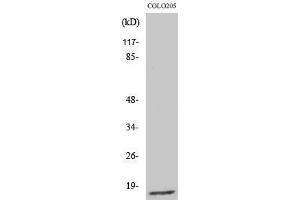 Western Blotting (WB) image for anti-Ribosomal Protein L27a (RPL27A) (C-Term) antibody (ABIN3180297) (RPL27A 抗体  (C-Term))
