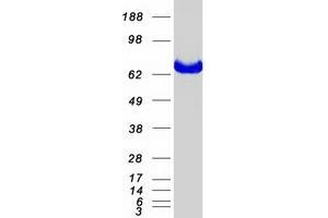 Validation with Western Blot (MTMR2 Protein (Transcript Variant 1) (Myc-DYKDDDDK Tag))
