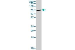 TIAM2 MaxPab rabbit polyclonal antibody. (TIAM2 抗体  (AA 1-626))