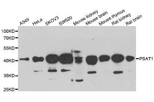 Western blot analysis of extracts of various cell lines, using PSAT1 antibody. (PSAT1 抗体  (AA 1-370))