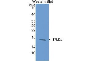 Western Blotting (WB) image for anti-Microseminoprotein, beta (MSMB) (AA 19-114) antibody (ABIN1175773) (MSMB 抗体  (AA 19-114))