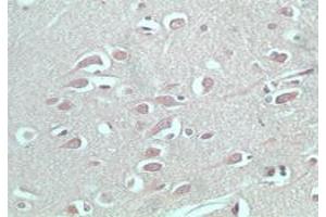 S1PR5 anticorps  (AA 1-50)