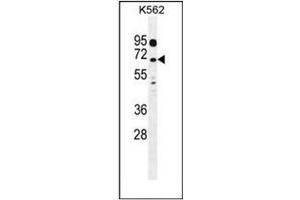 Western blot analysis of LRRC63 Antibody (C-term) in K562 cell line lysates (35ug/lane). (LRRC63 抗体  (C-Term))