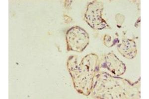Immunohistochemistry of paraffin-embedded human placenta tissue using ABIN7167192 at dilution of 1:100
