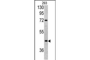 Western blot analysis of LRG1 antibody in 293 cell line lysates (35ug/lane)