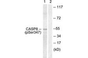 Western blot analysis of extracts from Jurkat cells, using Caspase 8 (Phospho-Ser347) Antibody. (Caspase 8 抗体  (pSer347))