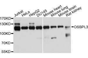Western blot analysis of extracts of various cell lines, using OSBPL3 antibody. (OSBPL3 抗体)
