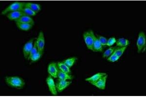 Immunofluorescent analysis of HepG2 cells using ABIN7146232 at dilution of 1:100 and Alexa Fluor 488-congugated AffiniPure Goat Anti-Rabbit IgG(H+L) (Cadherin 5 抗体  (AA 349-569))