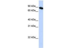 Image no. 1 for anti-Zinc Finger Protein 780A (ZNF780A) (AA 72-121) antibody (ABIN6741081) (ZNF780A 抗体  (AA 72-121))