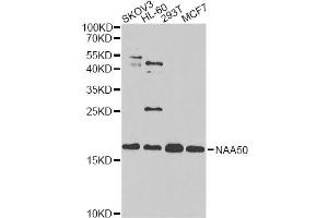 Western blot analysis of extracts of various cell lines, using NAA50 antibody. (NAA50 抗体)