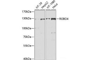 Western blot analysis of extracts of various cell lines using ROBO4 Polyclonal Antibody at dilution of 1:1000. (ROBO4 抗体)