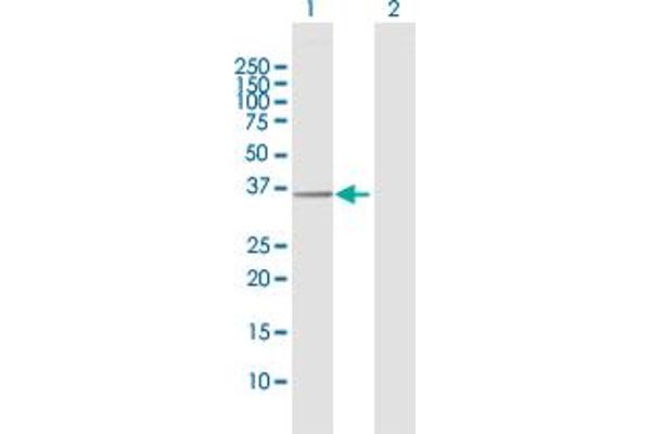 EXTL2 anticorps  (AA 1-330)