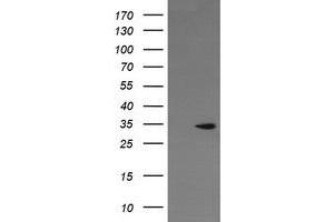 Image no. 2 for anti-Leucine-Rich Repeat-Containing G Protein-Coupled Receptor 6 (LGR6) (AA 25-250) antibody (ABIN1491277) (LGR6 抗体  (AA 25-250))