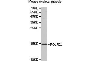 Western blot analysis of extracts of mouse skeletal muscle, using POLR2J antibody. (POLR2J 抗体)