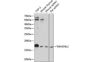 Western blot analysis of extracts of various cell lines, using TNFL2 Polyclonal Antibody (ABIN6133093, ABIN6149298, ABIN6149299 and ABIN6217788) at 1:1000 dilution. (TNFAIP8L2 抗体  (AA 1-184))