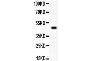 Anti-CSK Picoband antibody,  All lanes: Anti CSK  at 0. (CSK 抗体  (AA 2-204))