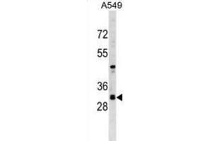 Western Blotting (WB) image for anti-Ras Association (RalGDS/AF-6) Domain Family Member 3 (RASSF3) antibody (ABIN2999748) (RASSF3 抗体)