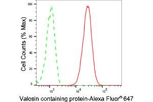 Flow cytometric analysis of Valosin containing protein expression in C2C12 cells using Valosin containing protein antibody (ABIN7800818), 1:2,000).