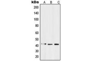 Western blot analysis of EDG3 expression in SW480 (A), Caco2 (B), HepG2 (C) whole cell lysates. (S1PR3 抗体  (N-Term))
