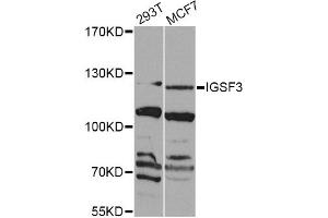 Western blot analysis of extracts of various cell lines, using IGSF3 Antibody (ABIN5975786) at 1/1000 dilution. (IGSF3 抗体)