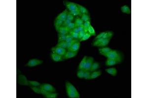Immunofluorescence staining of HepG2 cells with ABIN7146933 at 1:200, counter-stained with DAPI. (Caspase 1 抗体  (AA 220-415))