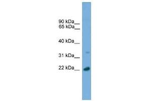 AP3S1 antibody used at 0. (AP3S1 抗体  (C-Term))