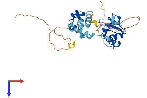ELF5 Protein (AA 1-253) (His tag)