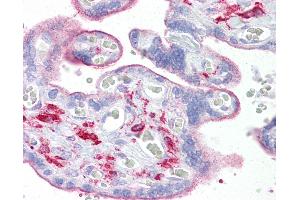 Anti-OGFOD1 antibody IHC of human placenta. (OGFOD1 抗体  (C-Term))