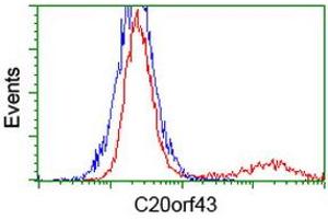 HEK293T cells transfected with either RC201652 overexpress plasmid (Red) or empty vector control plasmid (Blue) were immunostained by anti-C20orf43 antibody (ABIN2454252), and then analyzed by flow cytometry. (C20orf43 抗体)