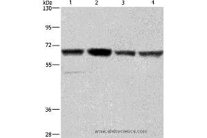 Western blot analysis of Hela, Jurkat, K562 and HUVEC cell, using GLYR1 Polyclonal Antibody at dilution of 1:350 (GLYR1 抗体)
