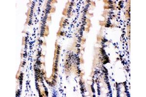 IHC-P: Ubiquitin antibody testing of mouse intestine tissue (Ubiquitin 抗体  (AA 77-152))