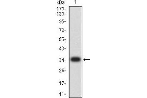 Western blot analysis using TIM3 mAb against human TIM3 (AA: 224-301) recombinant protein. (TIM3 抗体  (AA 224-301))