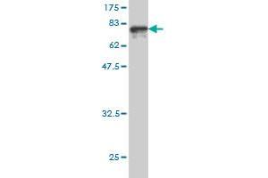 Western Blot detection against Immunogen (80. (ALT 抗体  (AA 1-496))