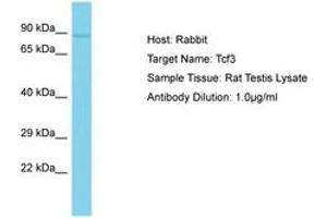 Image no. 1 for anti-Transcription Factor 3 (E2A Immunoglobulin Enhancer Binding Factors E12/E47) (TCF3) (AA 551-600) antibody (ABIN6750234) (TCF3 抗体  (AA 551-600))