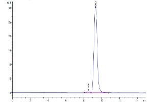 Size-exclusion chromatography-High Pressure Liquid Chromatography (SEC-HPLC) image for Carbonic Anhydrase 12 (CA12) (AA 25-301) protein (His tag) (ABIN7274033)