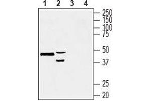 Western blot analysis of human liver carcinoma HepG2 (lanes 1 and 3) and rat pheochromocytoma PC12 (lanes 2 and 4) cell lysates: - 1, 2. (Presenilin 2 抗体  (Intracellular, N-Term))
