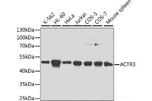 Western blot analysis of extracts of various cell lines using ACTR3 Polyclonal Antibody at dilution of 1:1000. (ACTR3 抗体)