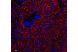 Immunofluorescence (Paraffin-embedded Sections) (IF (p)) image for anti-Cytochrome C Oxidase Subunit Vb (COX5B) antibody (ABIN7073665)