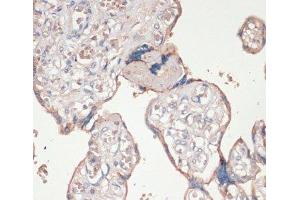 Immunohistochemistry of paraffin-embedded Human placenta using ASC / TMS1 Polyclonal Antibody at dilution of 1:100 (40x lens).