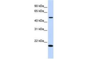Image no. 1 for anti-Zinc Finger Protein 493 (ZNF493) (N-Term) antibody (ABIN6741148) (ZNF493 抗体  (N-Term))