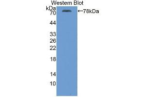 Western blot analysis of recombinant Human ATP2A2. (ATP2A2 抗体  (AA 315-756))