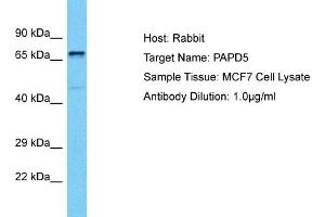Host: Rabbit Target Name: PAPD5 Sample Tissue: Human MCF7 Whole Cell Antibody Dilution: 1ug/ml (PAPD5 抗体  (C-Term))