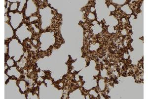 ABIN6273466 at 1/100 staining Mouse lung tissue by IHC-P. (CENPT 抗体  (Internal Region))