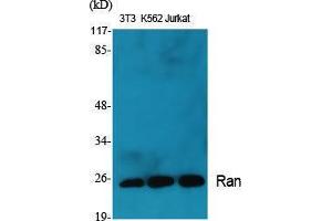 Western Blotting (WB) image for anti-RAN, Member RAS Oncogene Family (RAN) (C-Term) antibody (ABIN3177139) (RAN 抗体  (C-Term))
