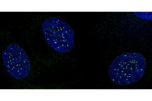 CENP-A phospho Ser18 antibody (pAb) tested by immunofluorescence. (CENPA 抗体  (pSer16))